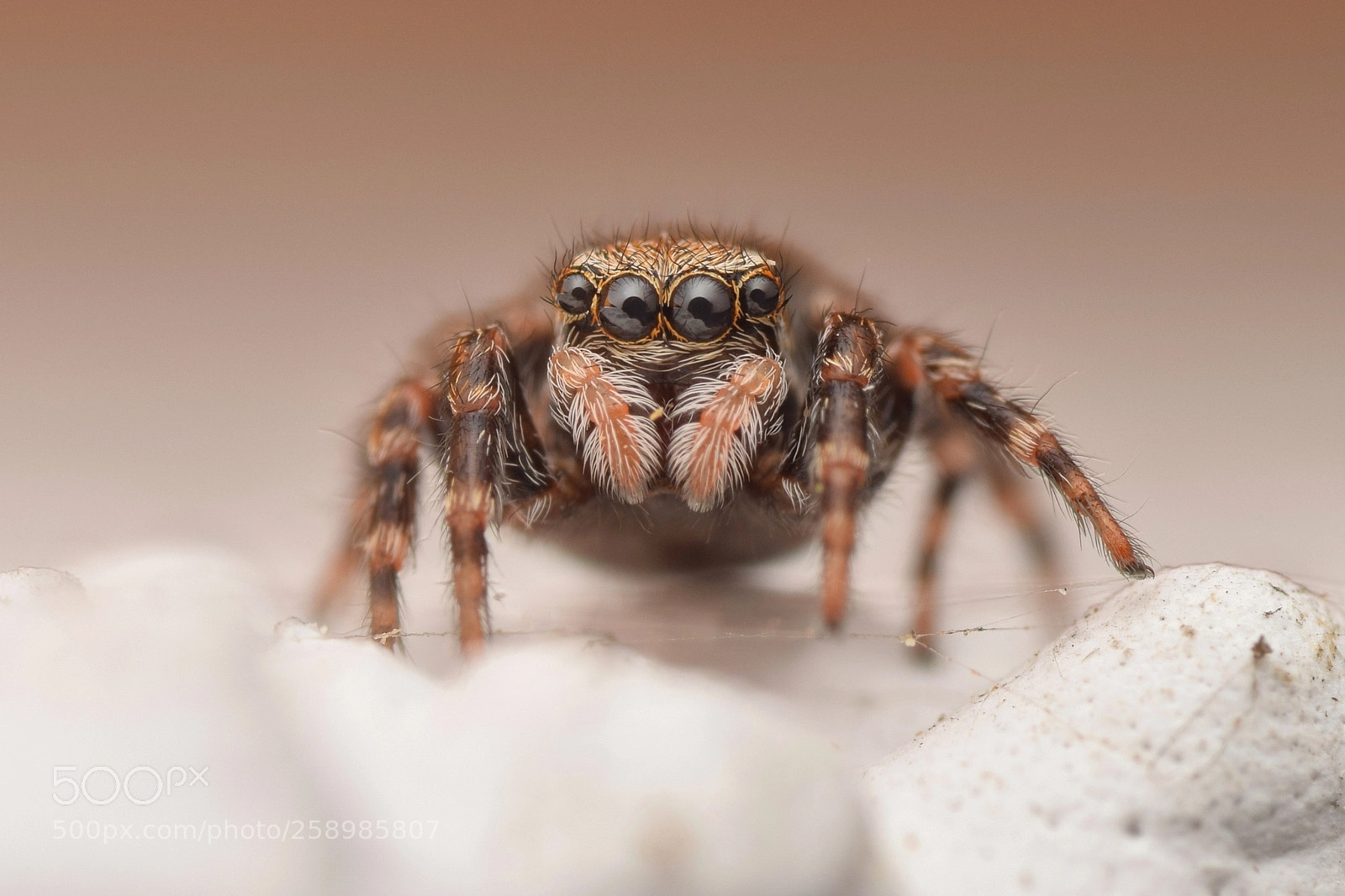 Nikon D3300 sample photo. Pseudeuophrys lanigera female photography