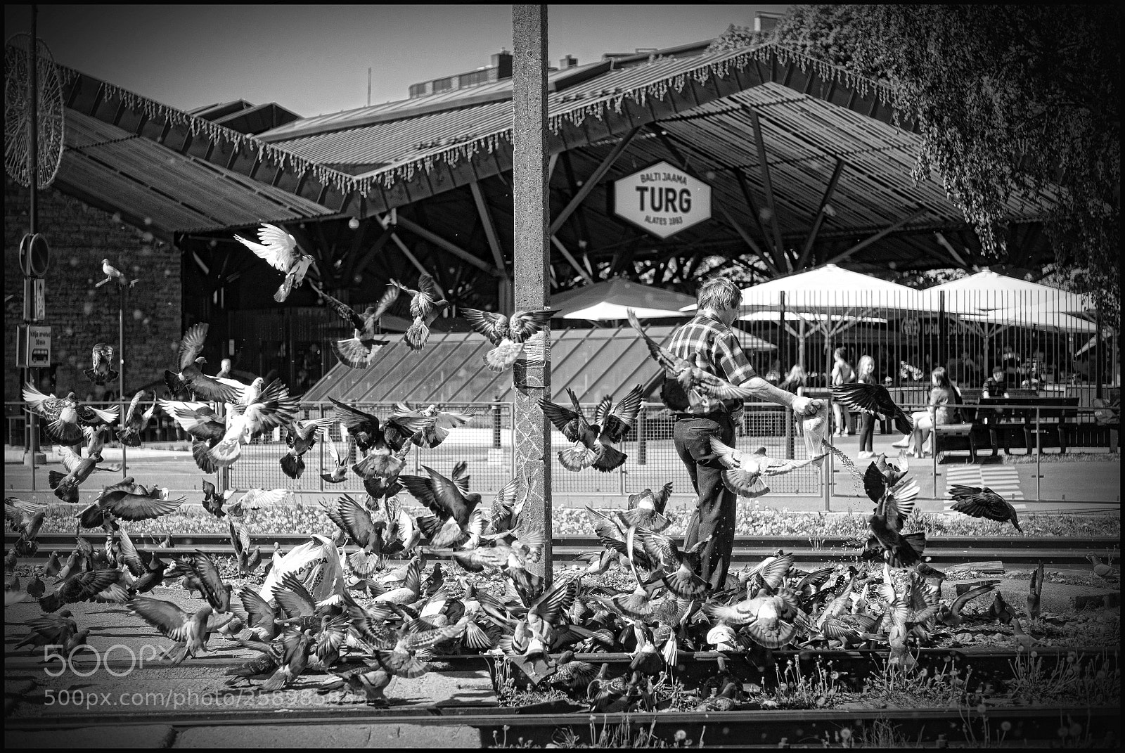 Fujifilm X-T20 sample photo. Pigeon man photography