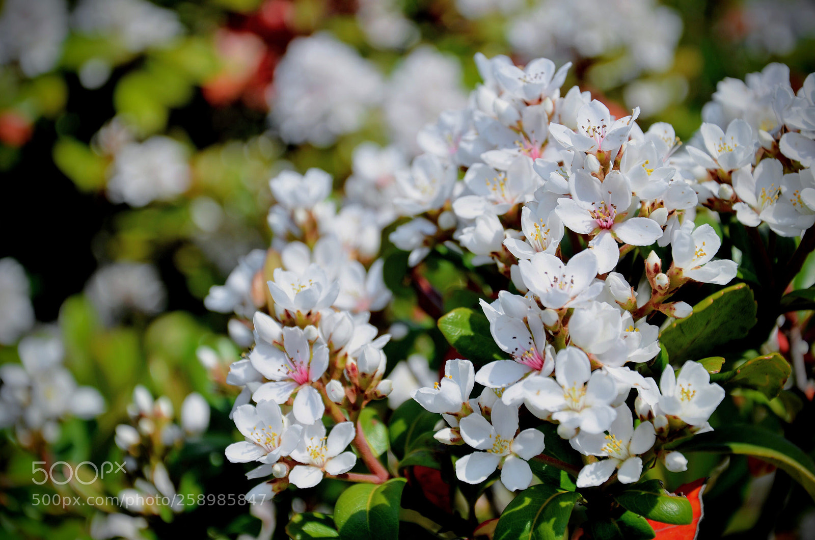 Nikon D7000 sample photo. Flower photography