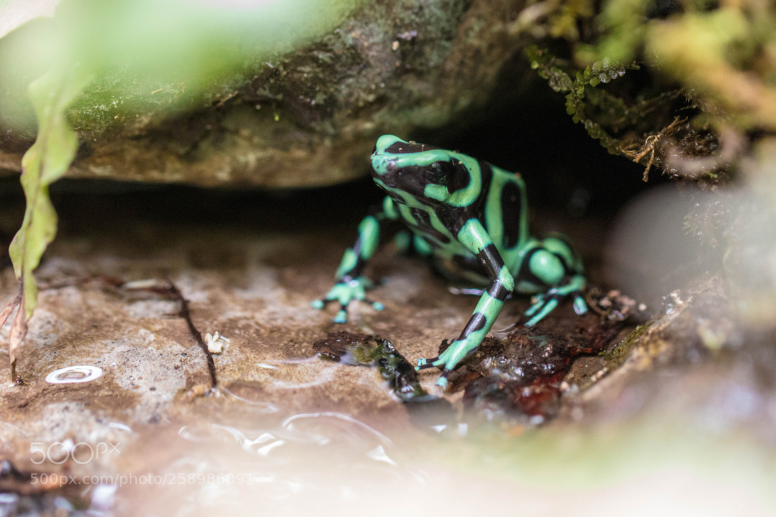 Canon EOS 70D sample photo. Green arrow poison frog photography