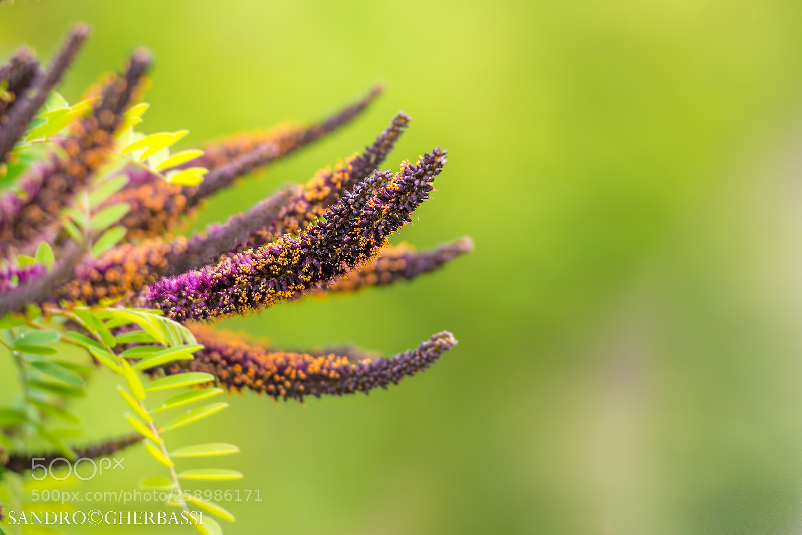 Nikon D800 sample photo. Bokeh photography