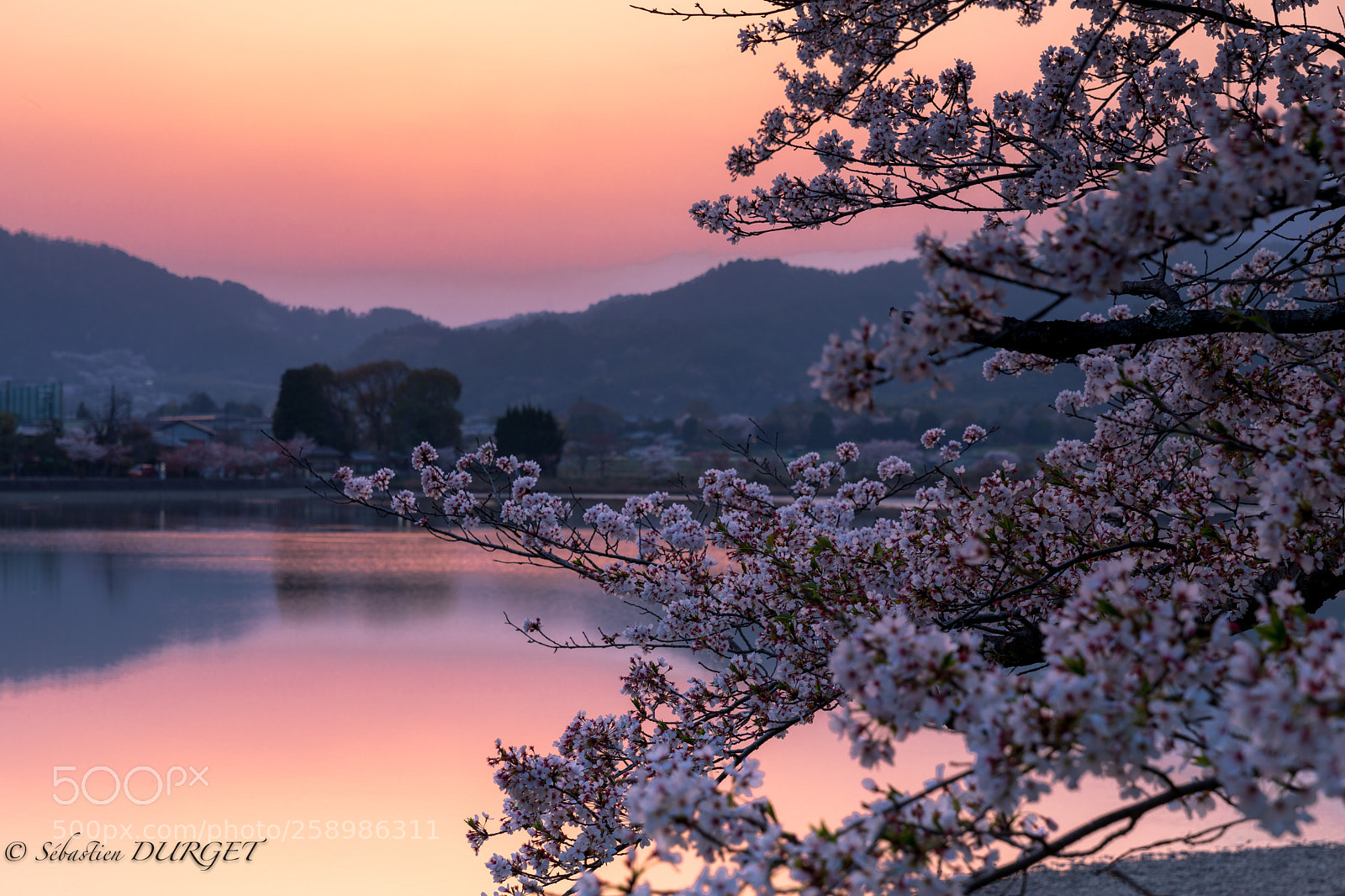 Canon EOS 5D Mark IV sample photo. Cherry blossom on sunset photography