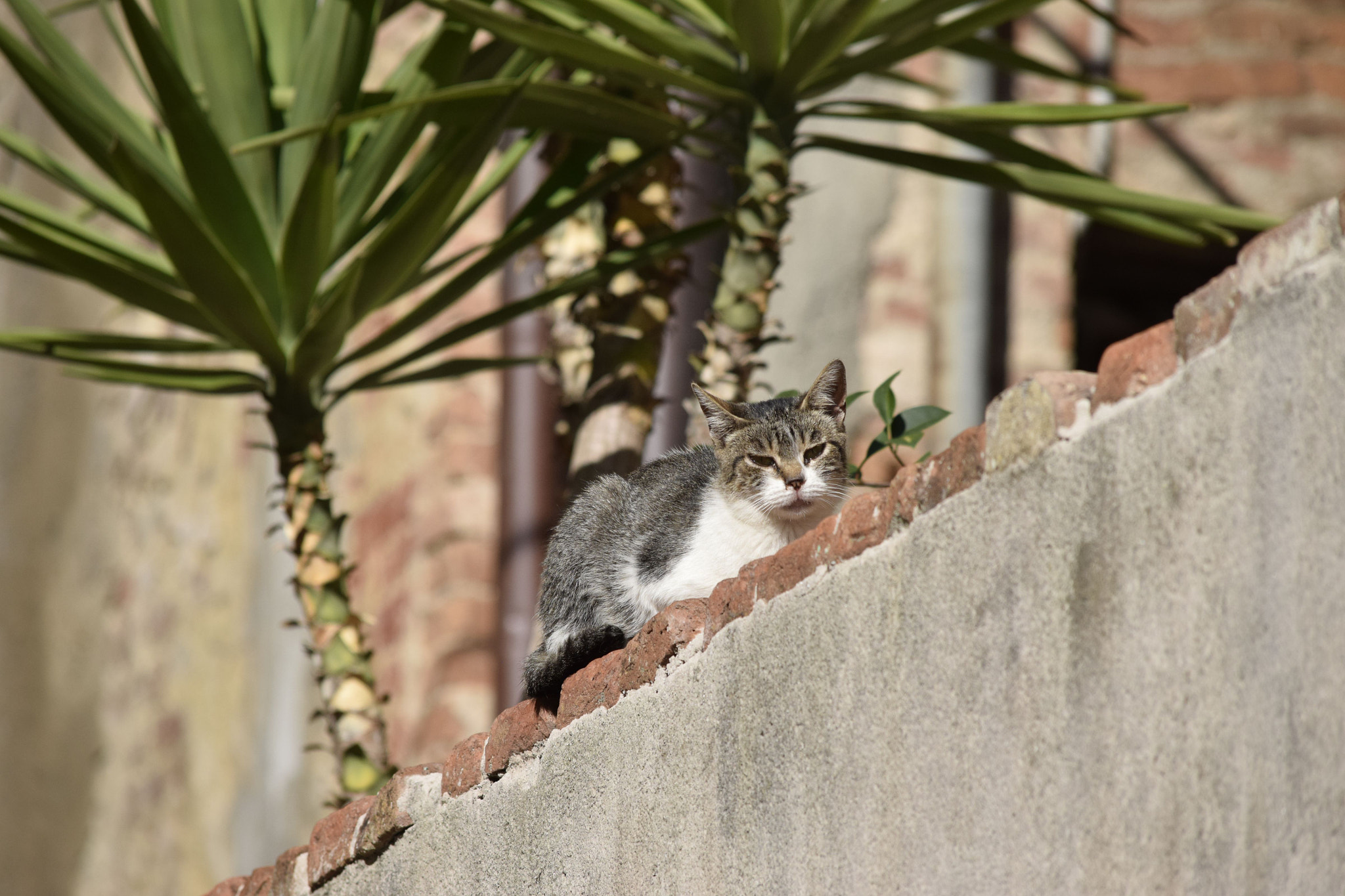 Nikon D3300 sample photo