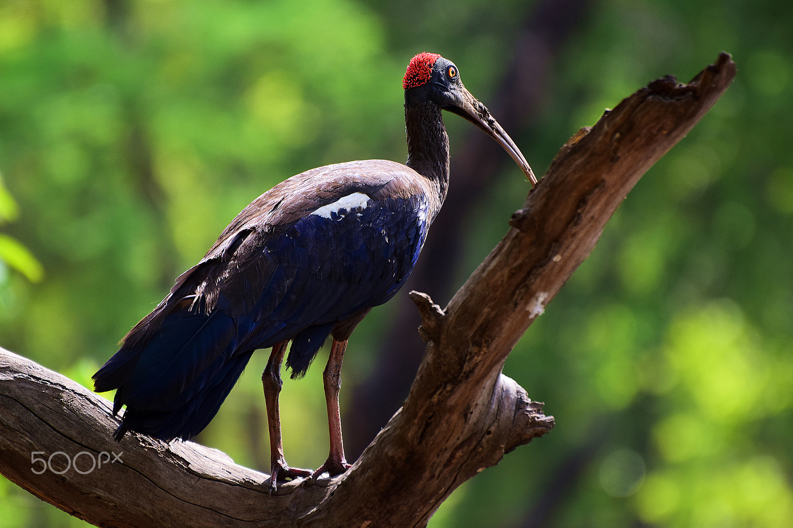 Nikon D5300 sample photo. :: id - red headed ibis :: photography