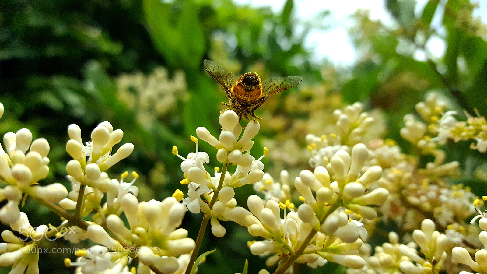 Samsung Galaxy S6 sample photo. The bee take off ! photography