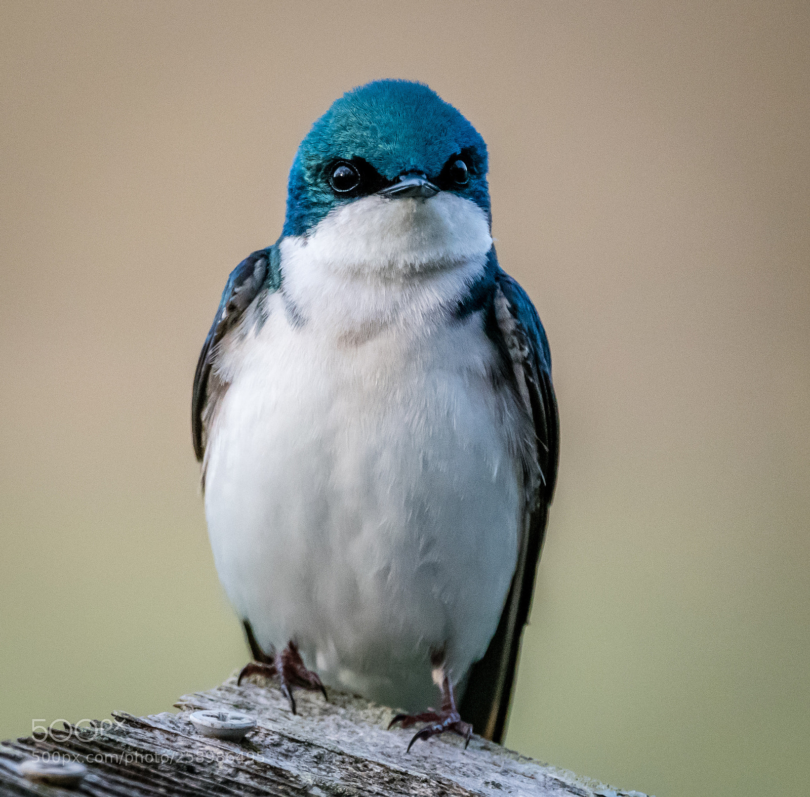 Nikon D500 sample photo. "you talking to me?" photography