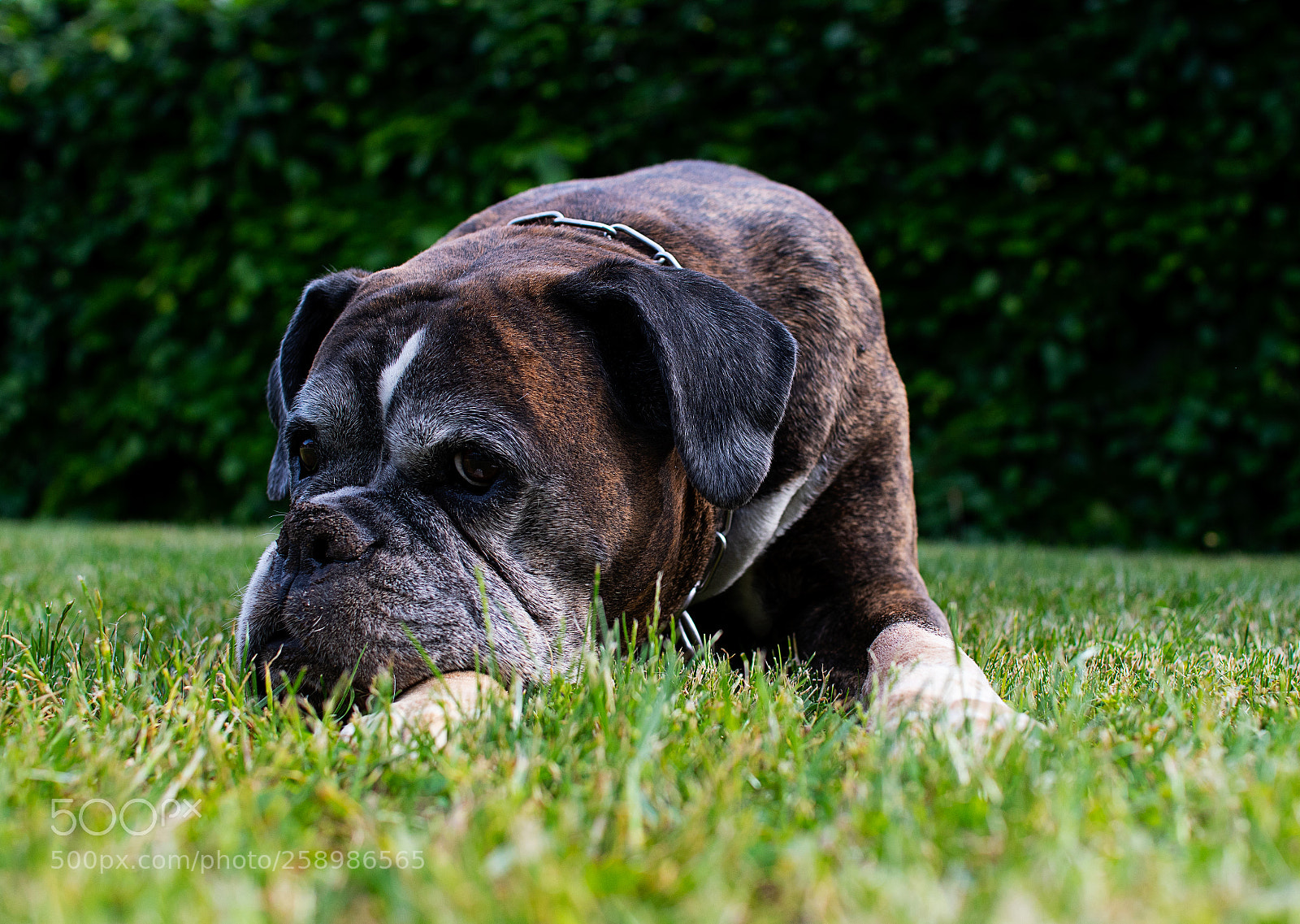 Nikon D500 sample photo. 20180521-dsc_1201-3.jpg photography