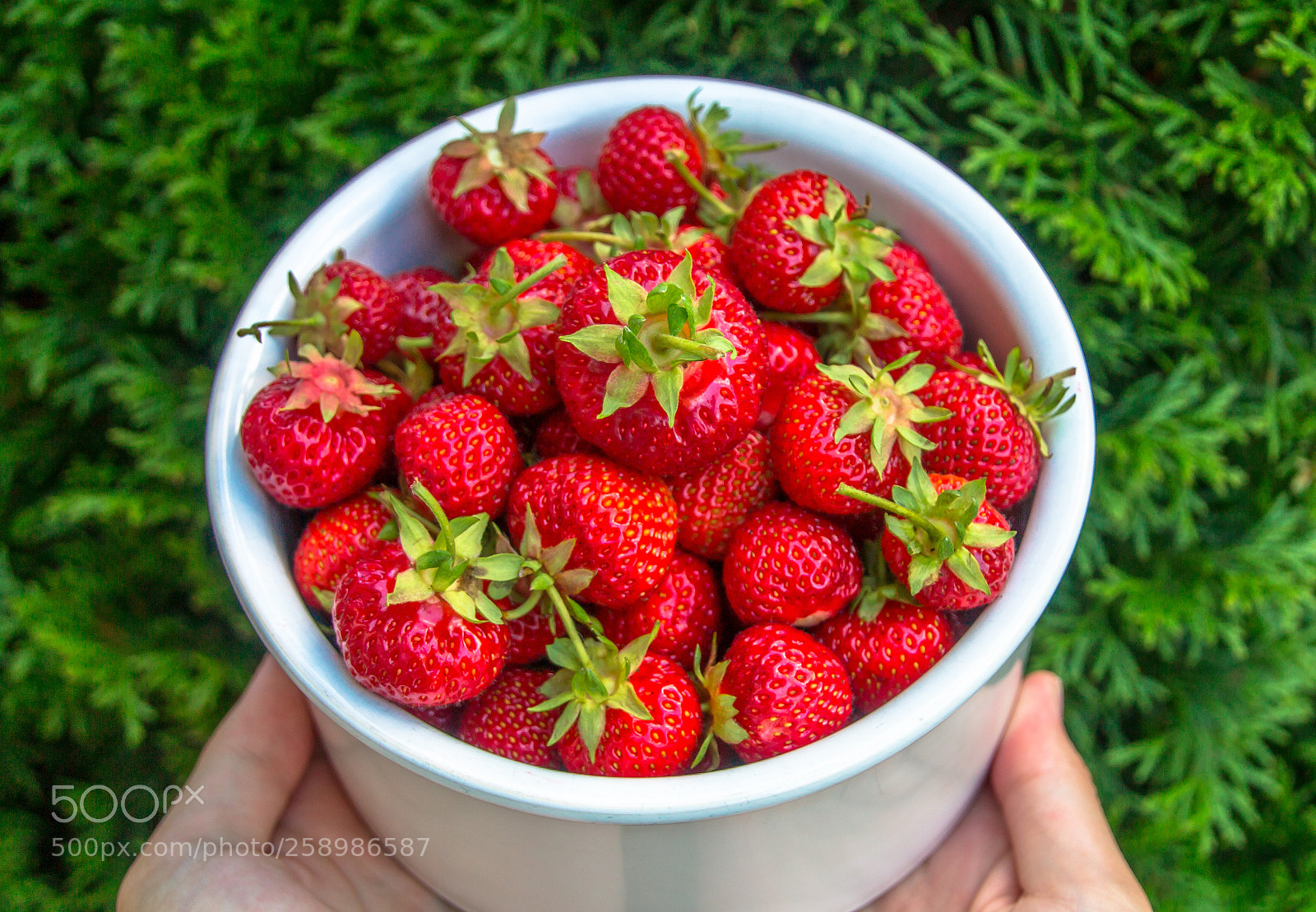 Canon EOS 70D sample photo. Strawberry photography