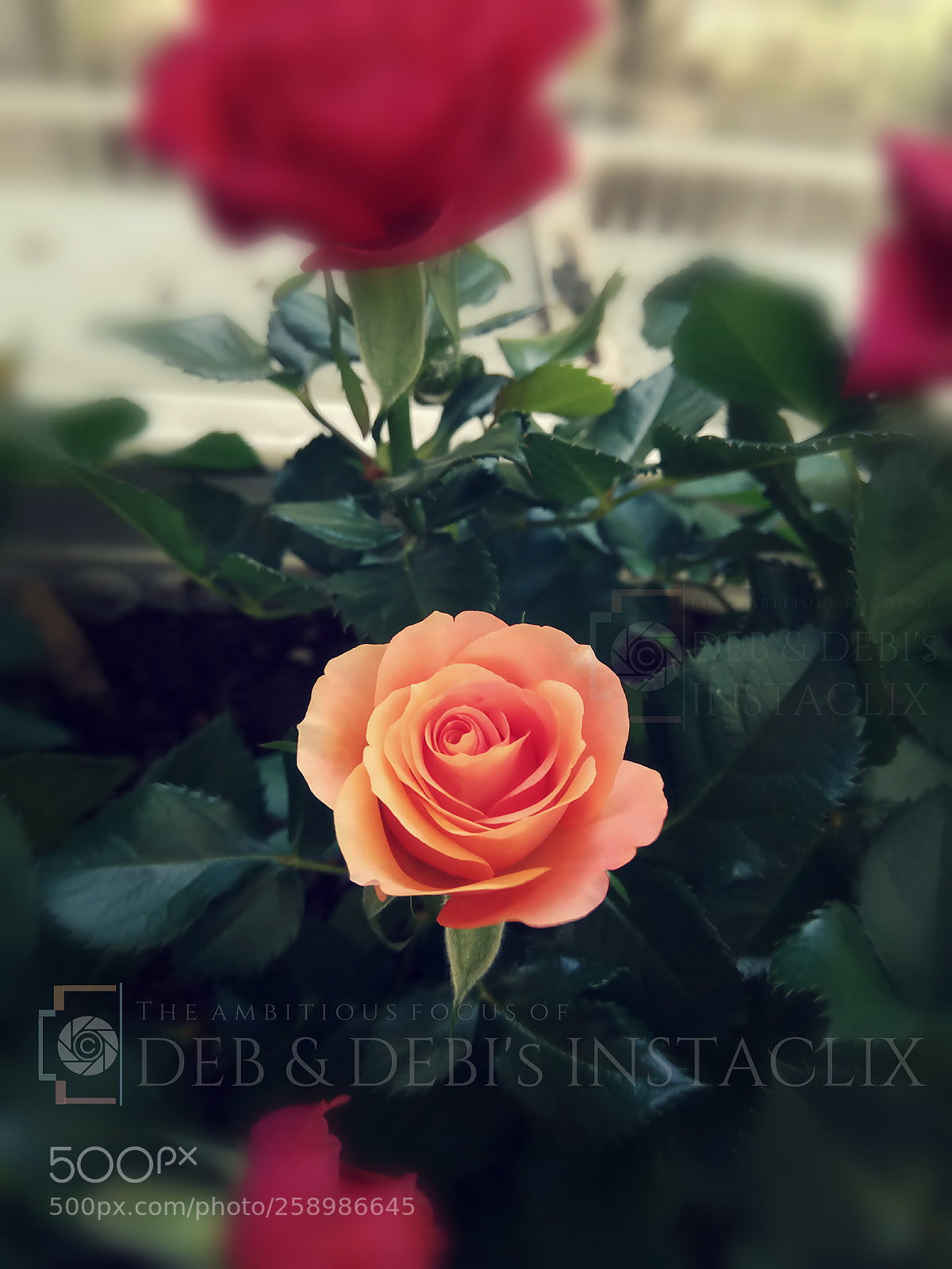 Xiaomi Redmi Note 4 sample photo. Rosy cosy photography