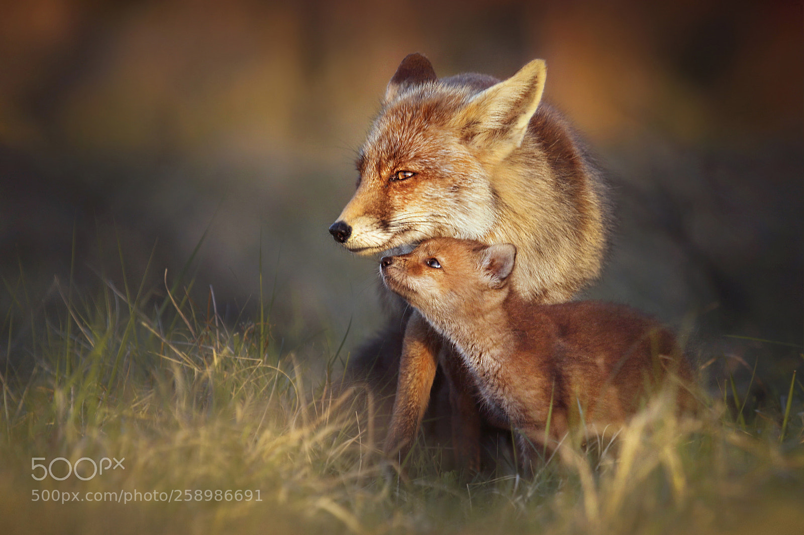 Canon EOS 7D Mark II sample photo. Tenderness photography