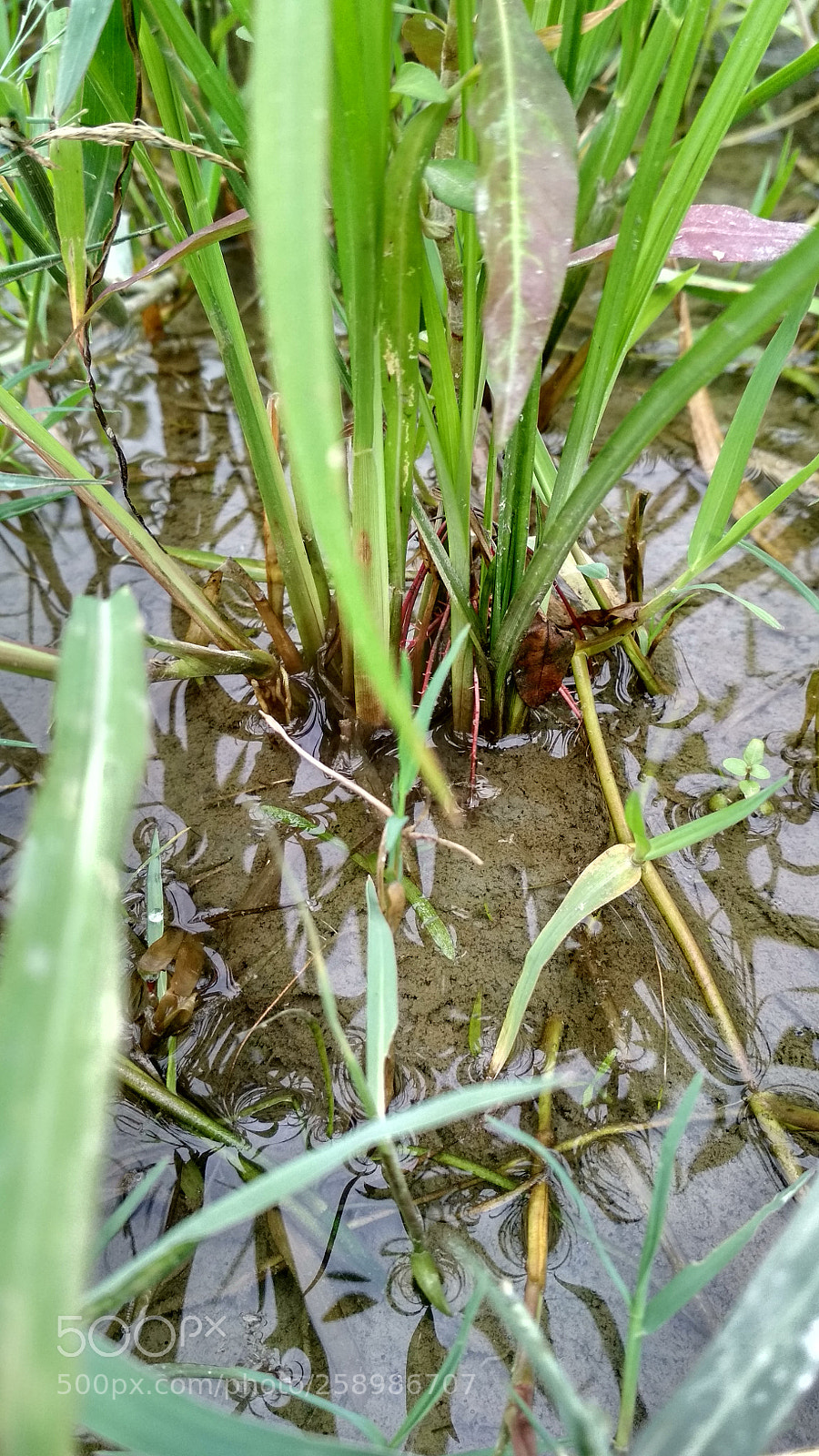 Xiaomi Redmi 4 Pro sample photo. Untitled photography