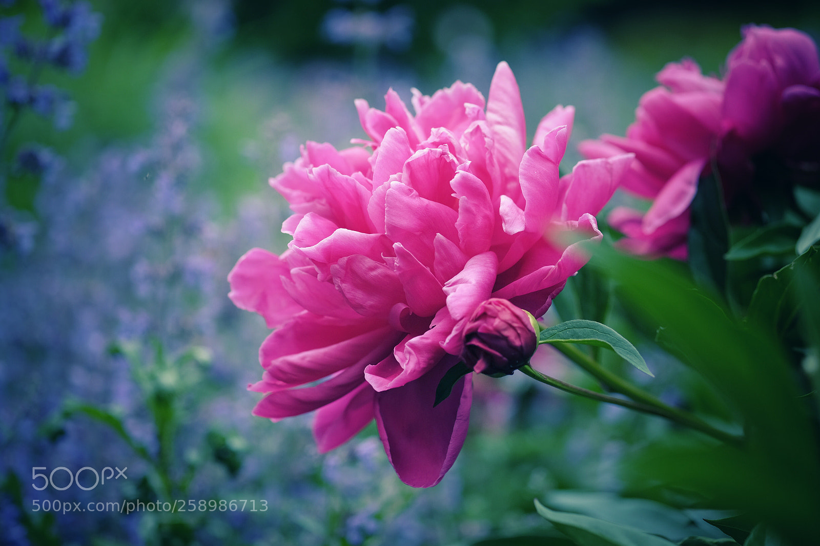 Fujifilm X-T10 sample photo. Ne olle blume photography