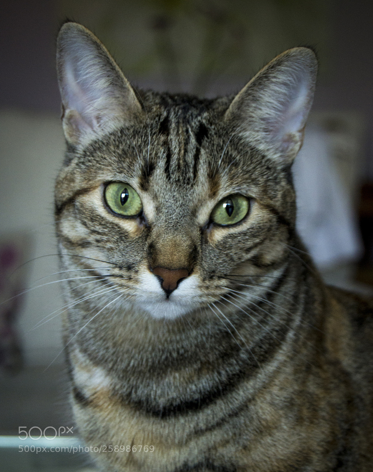 Nikon D3100 sample photo. Queen photography