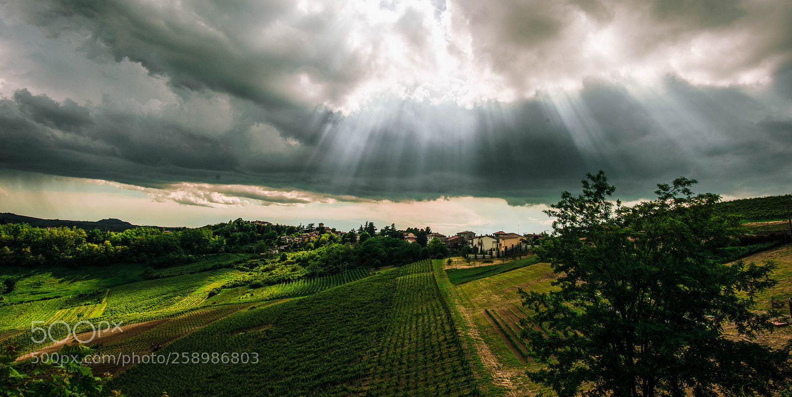 Nikon D800E sample photo. Rays... photography