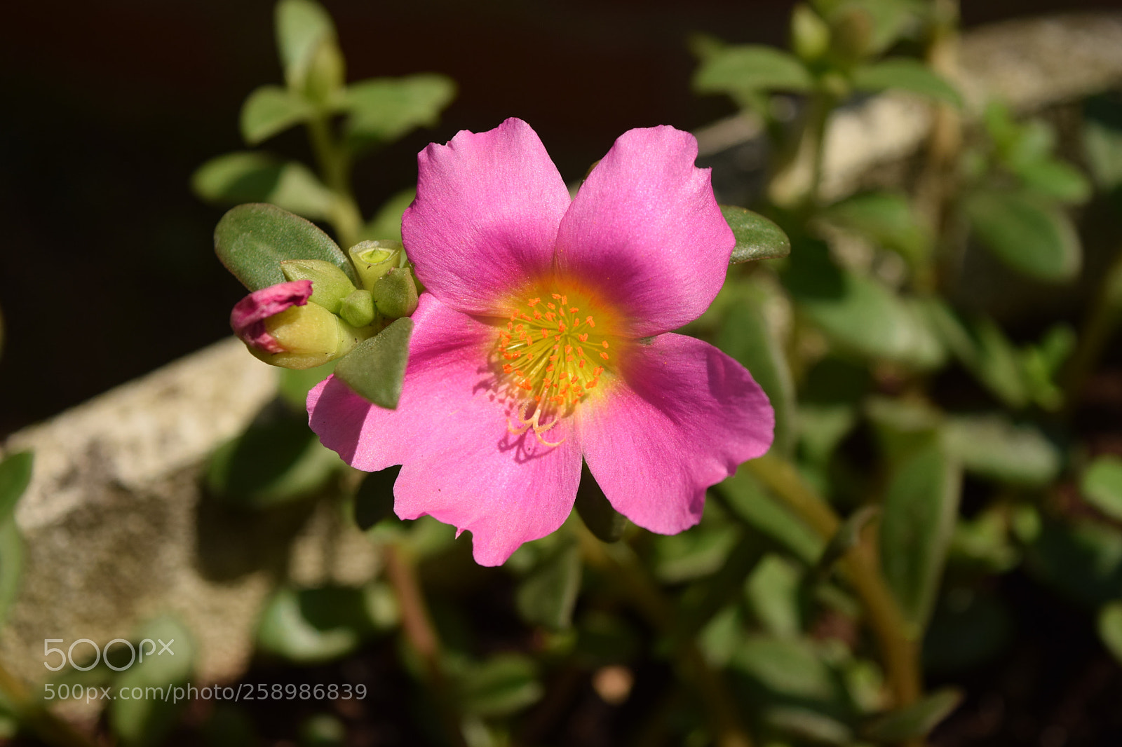 Nikon D3300 sample photo. Untitled photography