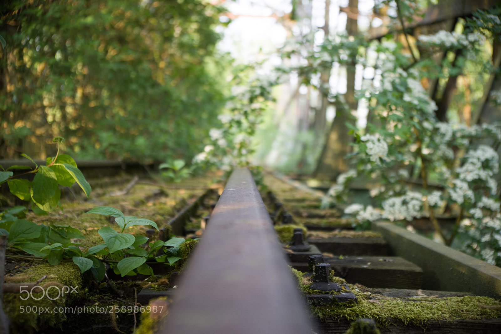 Pentax K-1 sample photo. Wmb_2879_1.jpg photography