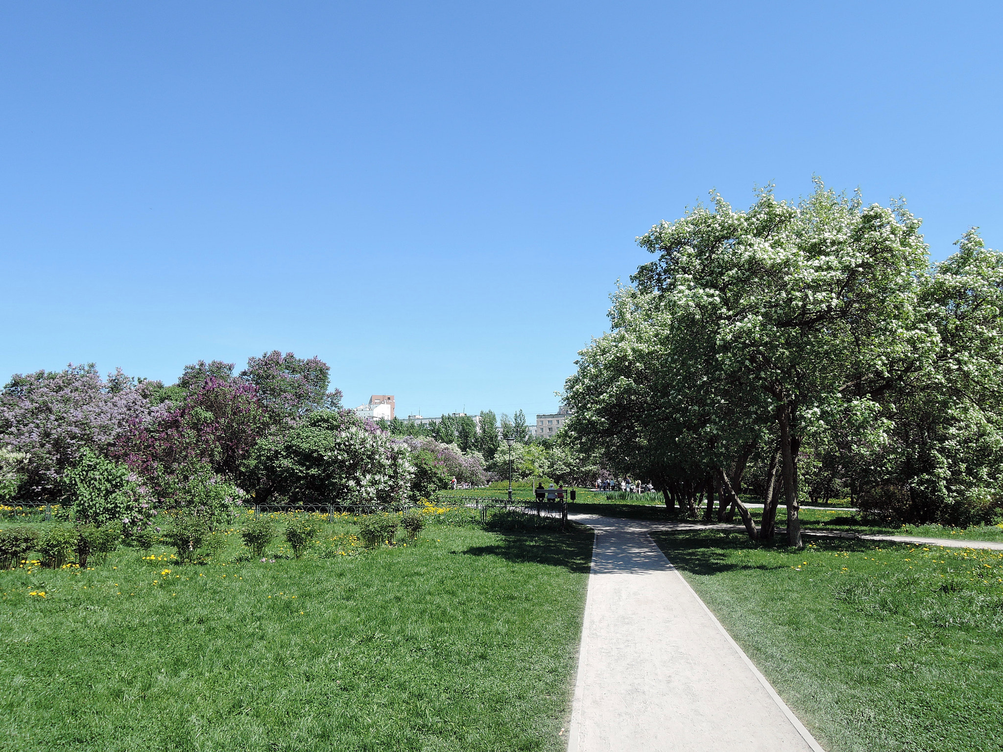 Nikon Coolpix P340 sample photo. Lilac garden photography