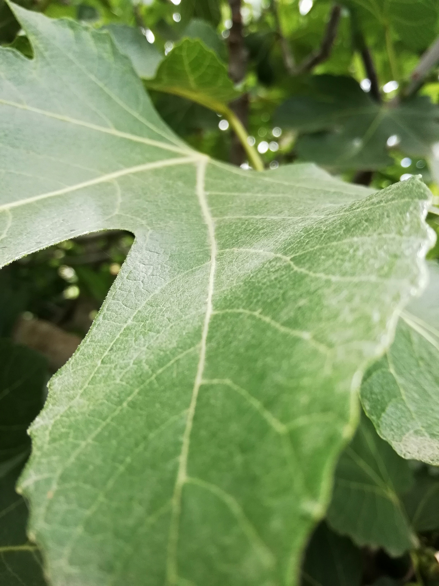 HUAWEI P SMART sample photo