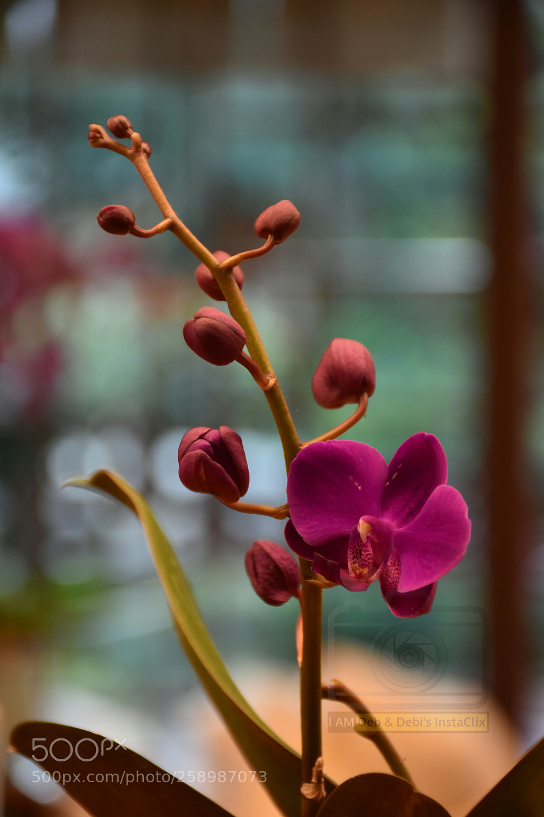 Nikon D7200 sample photo. Orchid photography