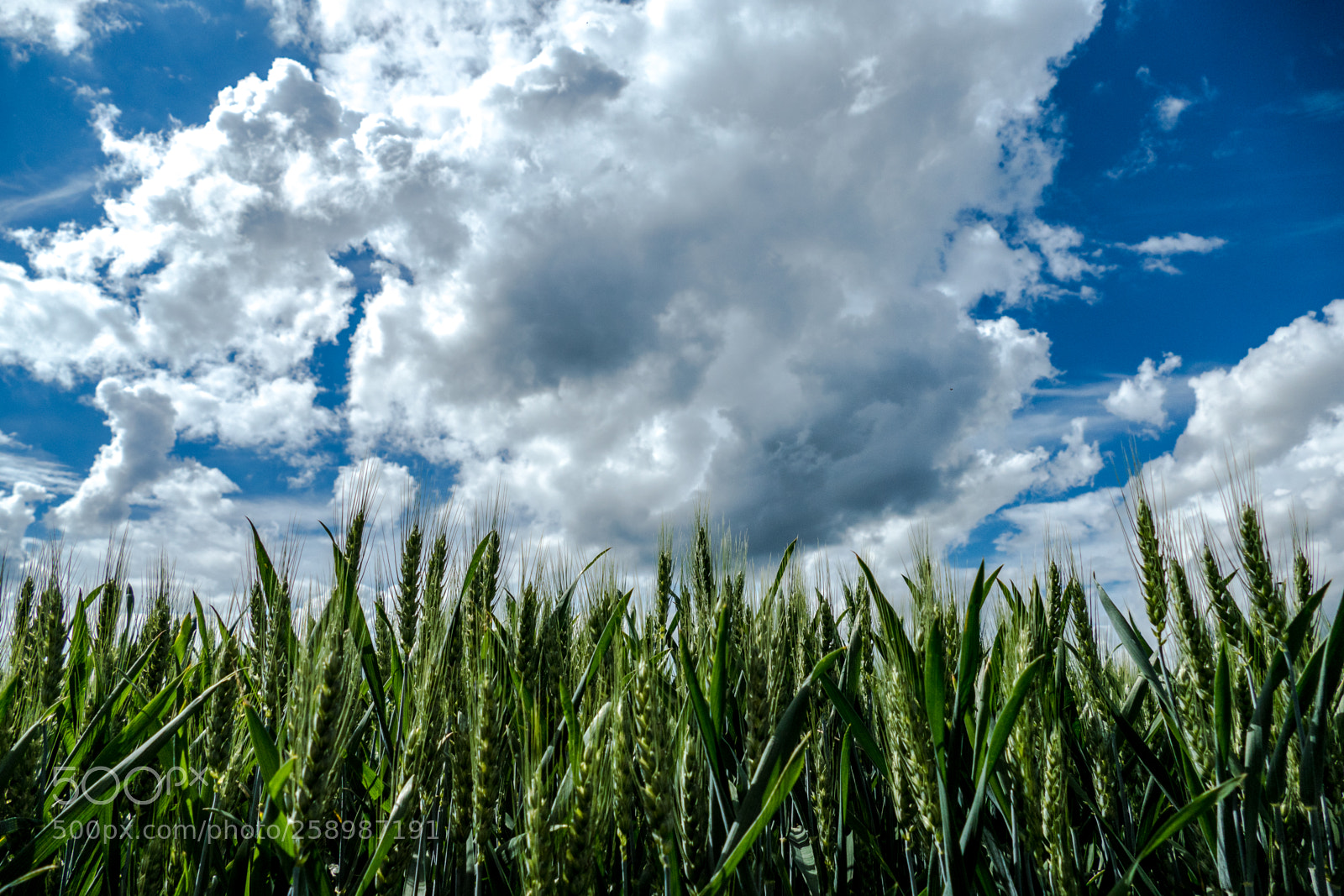 Panasonic Lumix DMC-FZ1000 sample photo. Cloudy clouds photography
