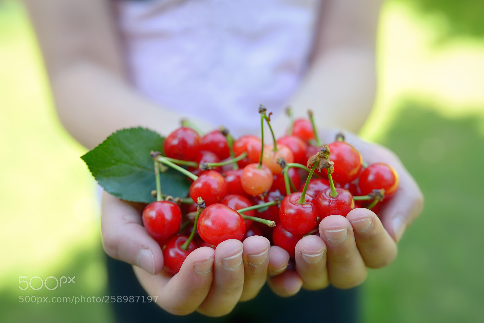Nikon D610 sample photo. Handful of cherries photography