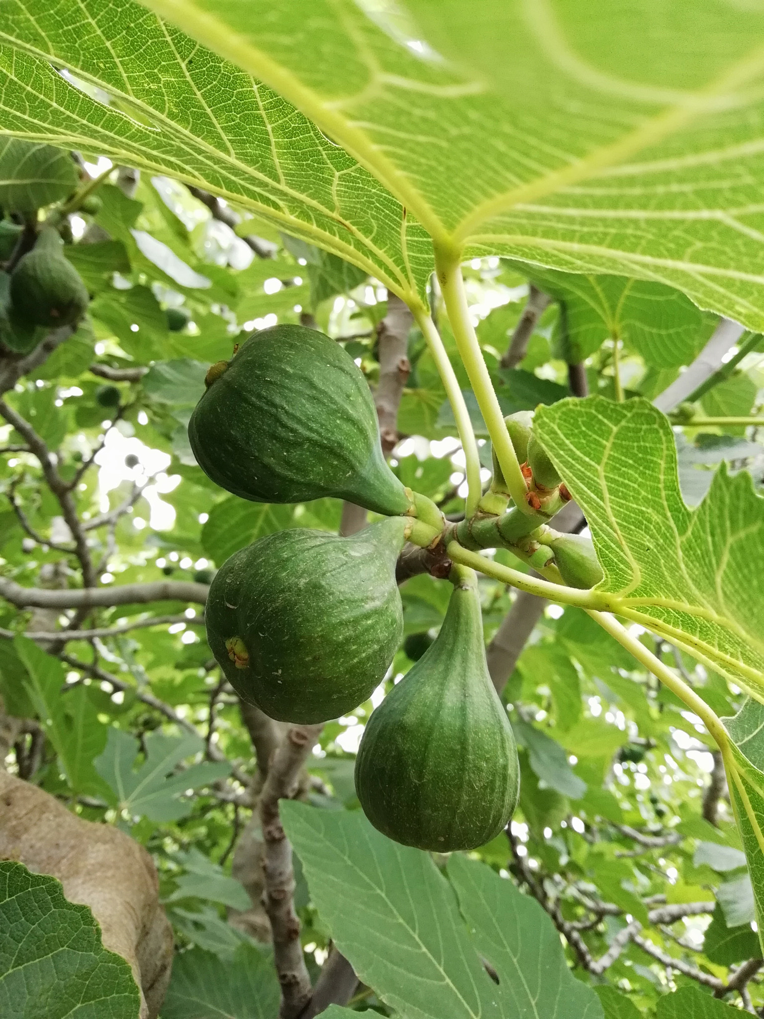 HUAWEI P SMART sample photo