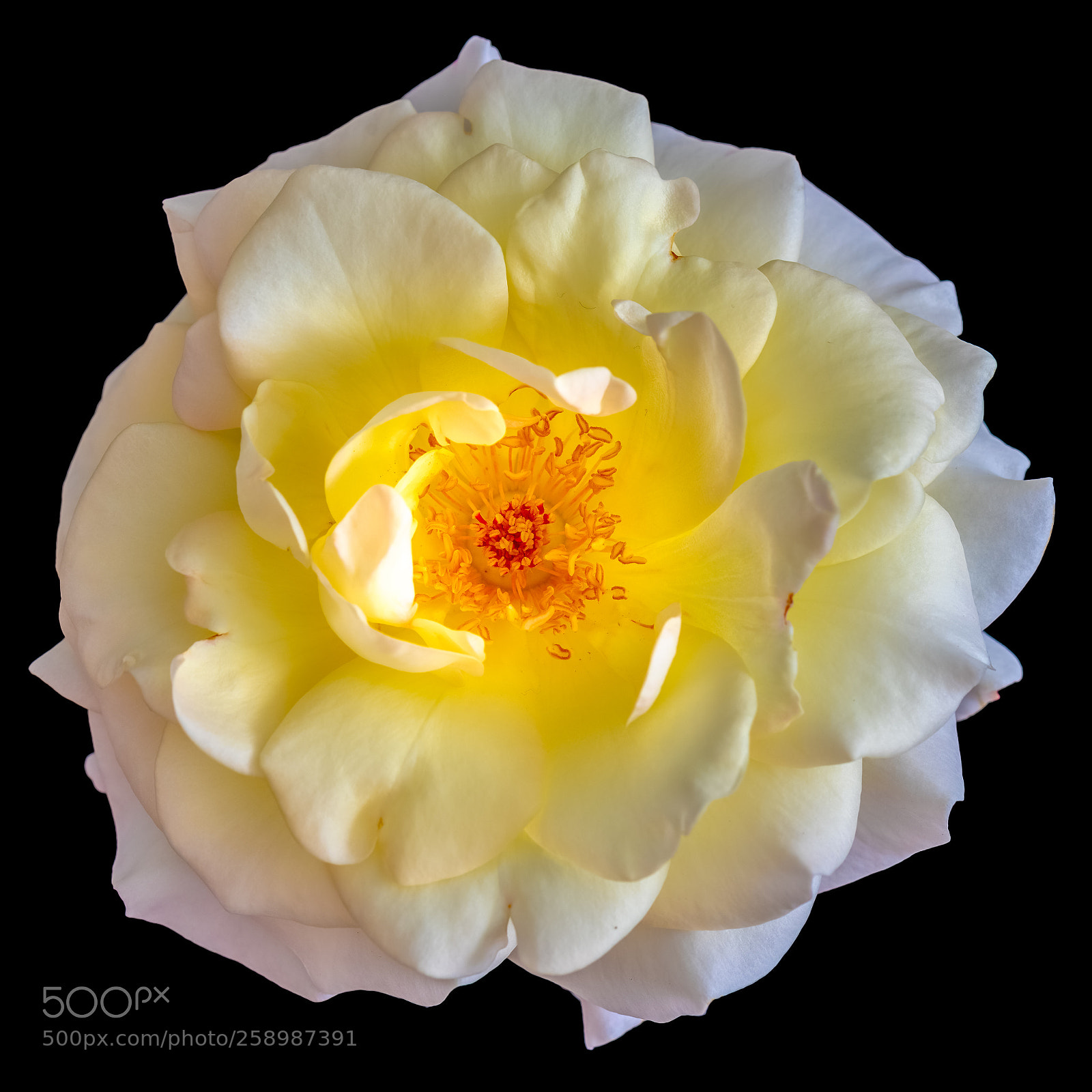 Nikon D810 sample photo. Sunshine photography