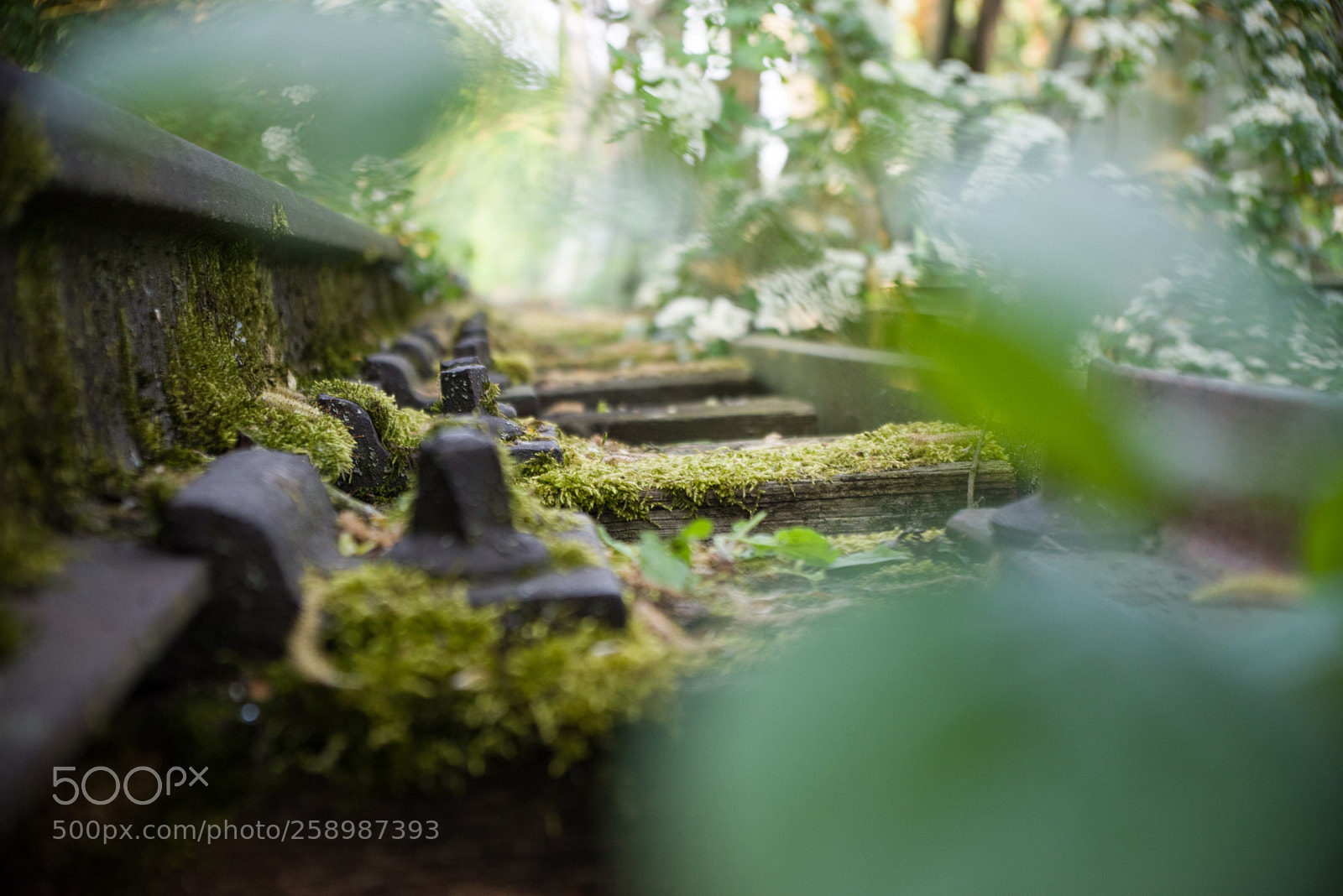 Pentax K-1 sample photo. Wmb_2880_1.jpg photography