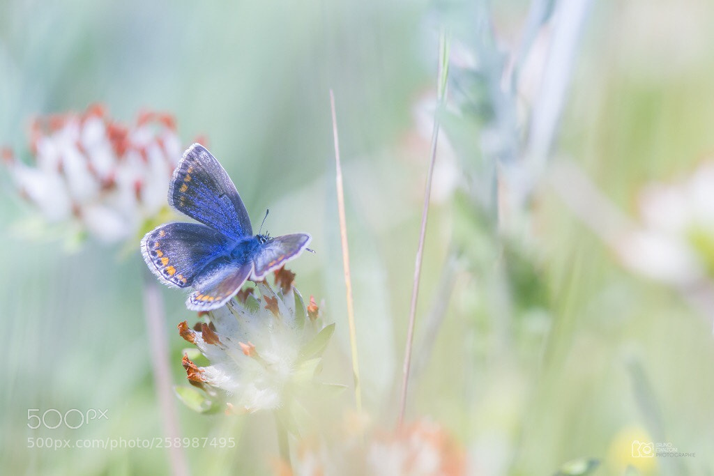 Canon EOS 7D sample photo. Butterfly blue photography