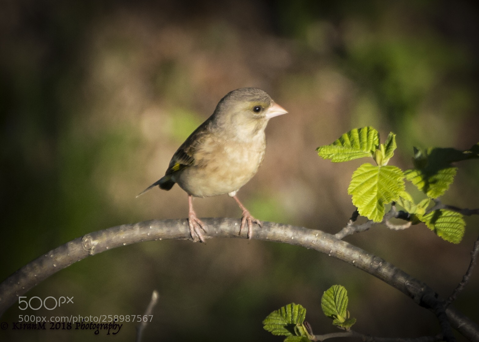 Sony a99 II sample photo. Golden light bird photography