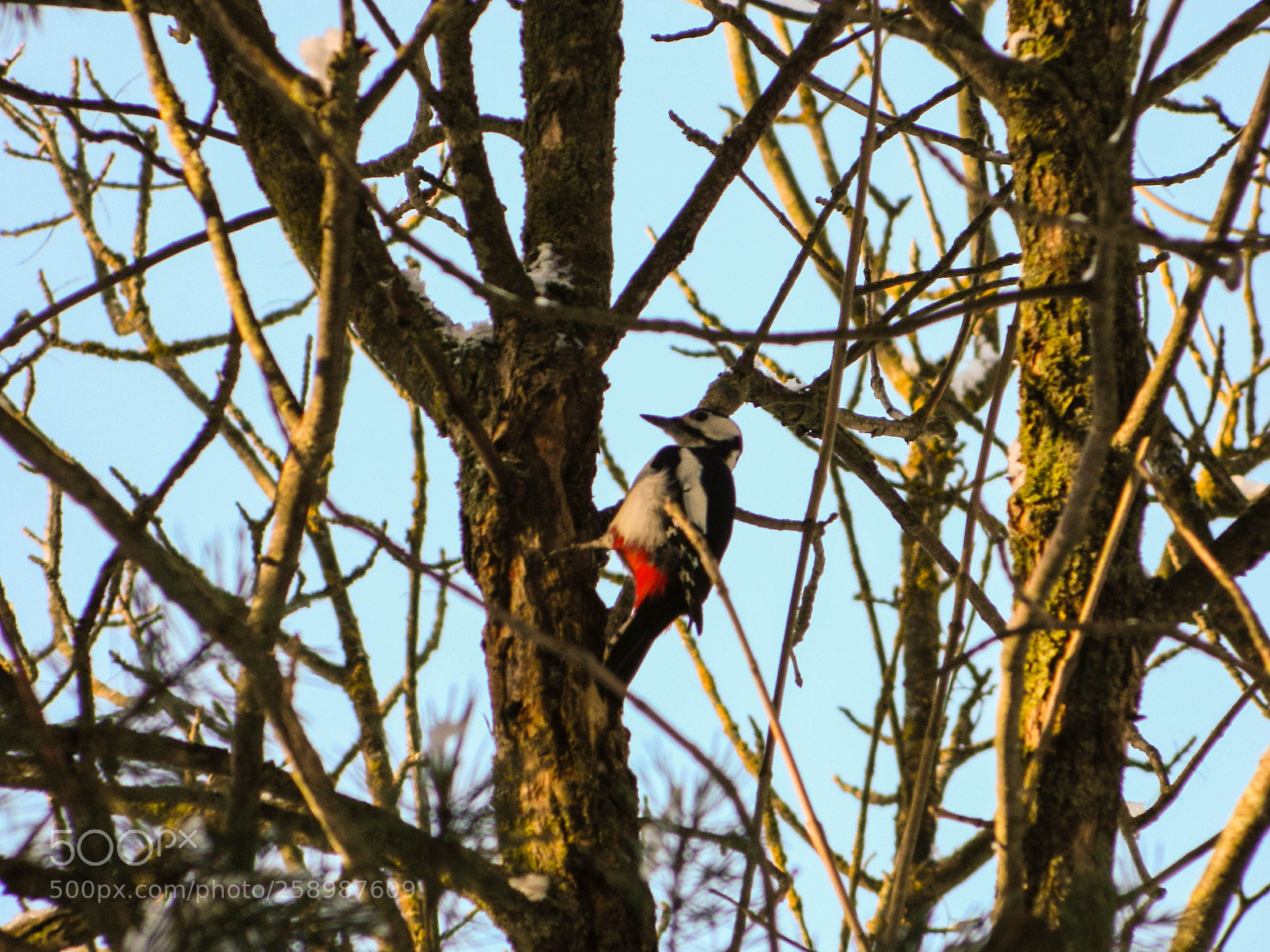 Nikon Coolpix L120 sample photo. Woodpecker on the branch. photography