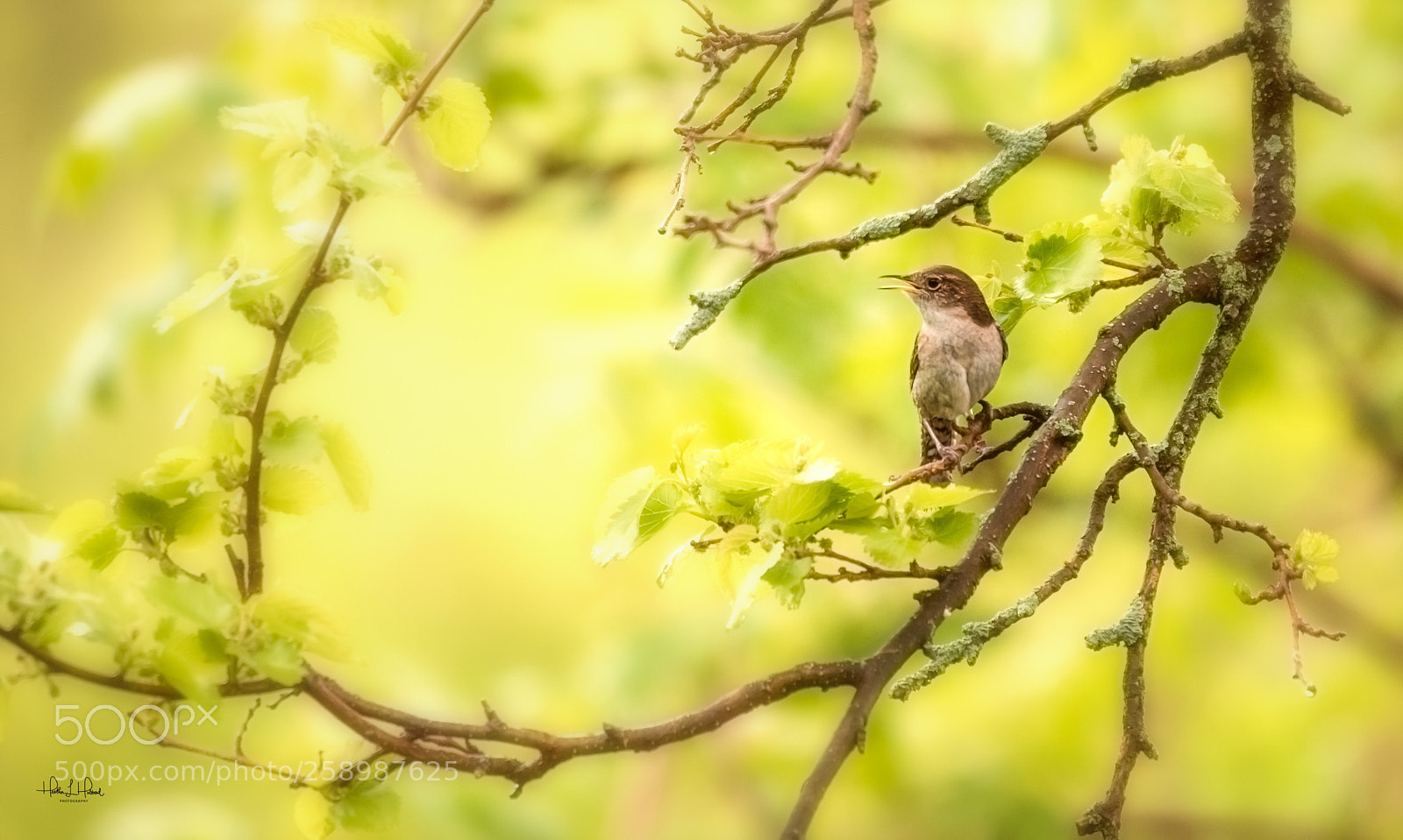 Nikon D810 sample photo. Wren photography