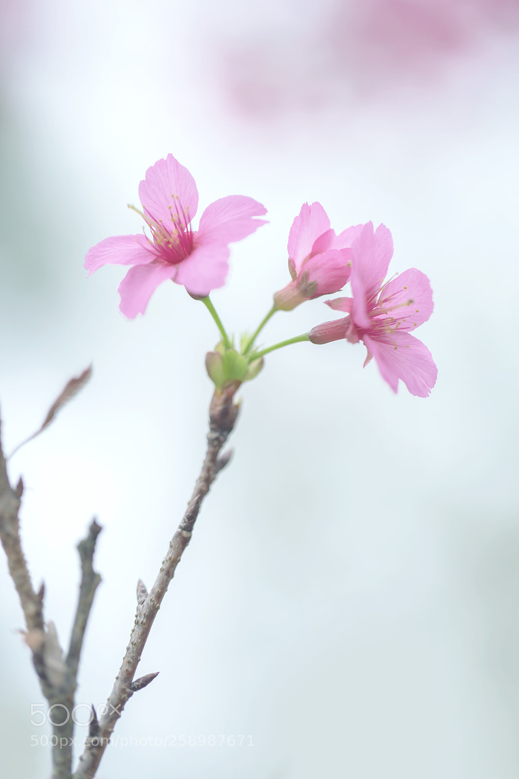 Canon EOS 6D sample photo. Bellflower cherry 緋寒櫻 vi photography
