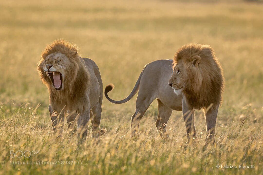 Nikon D5 sample photo. Yawning is contagious even photography