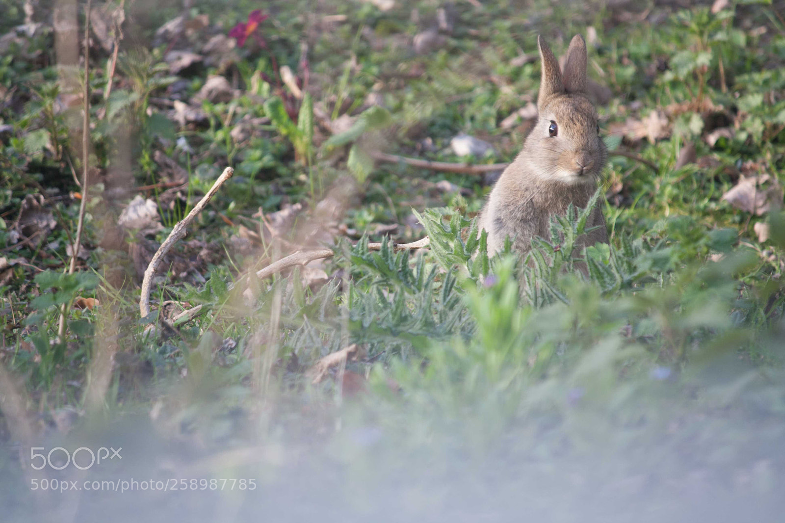 Canon EOS 1000D (EOS Digital Rebel XS / EOS Kiss F) sample photo. Lewi's rabbit photography