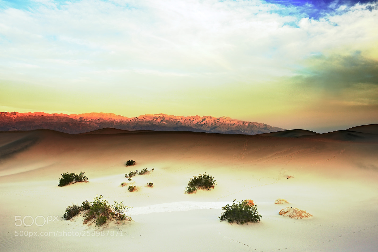 Nikon D810 sample photo. Bushes, dunes, and distant photography