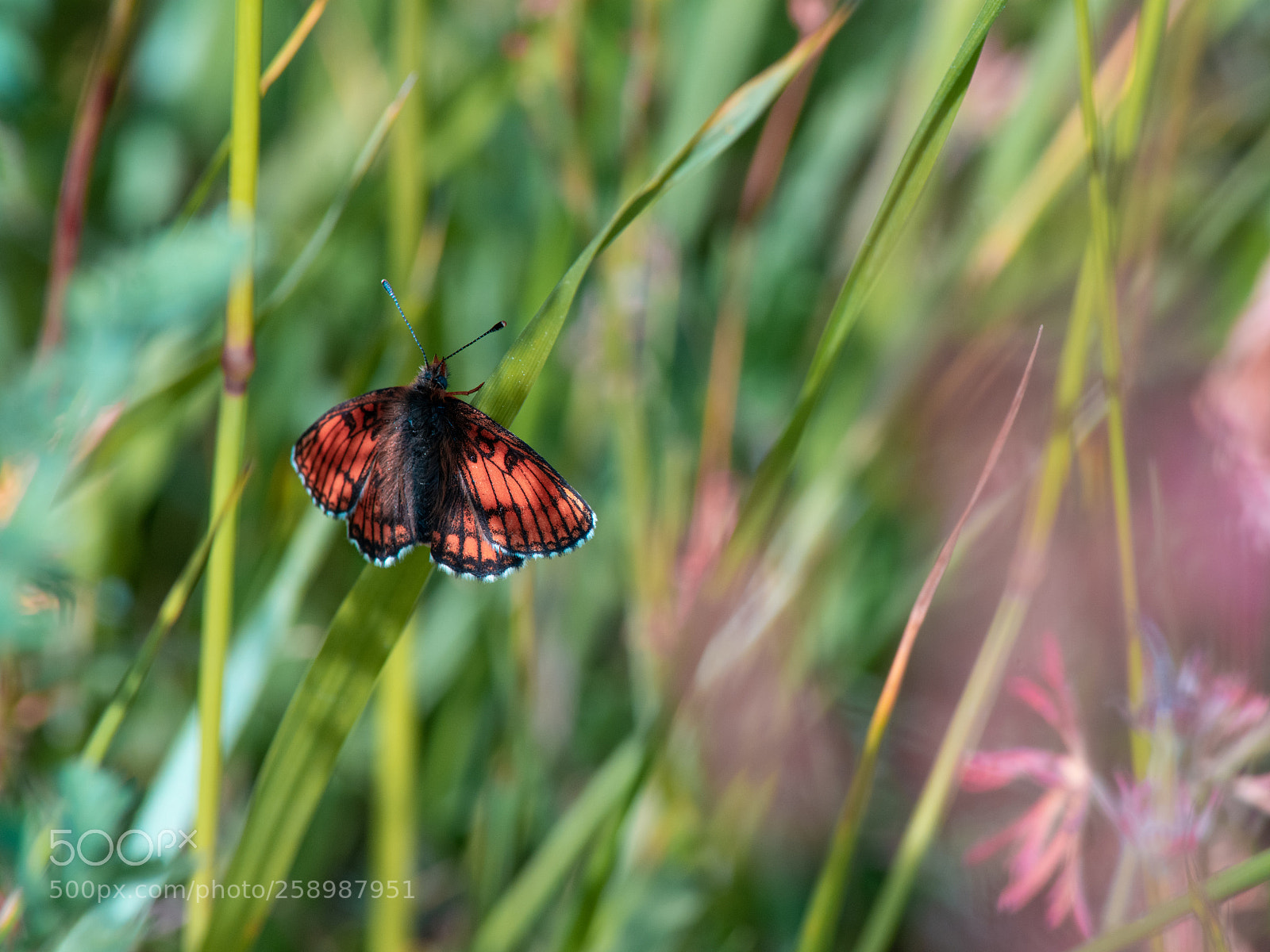 Nikon D3400 sample photo. Butterfly photography