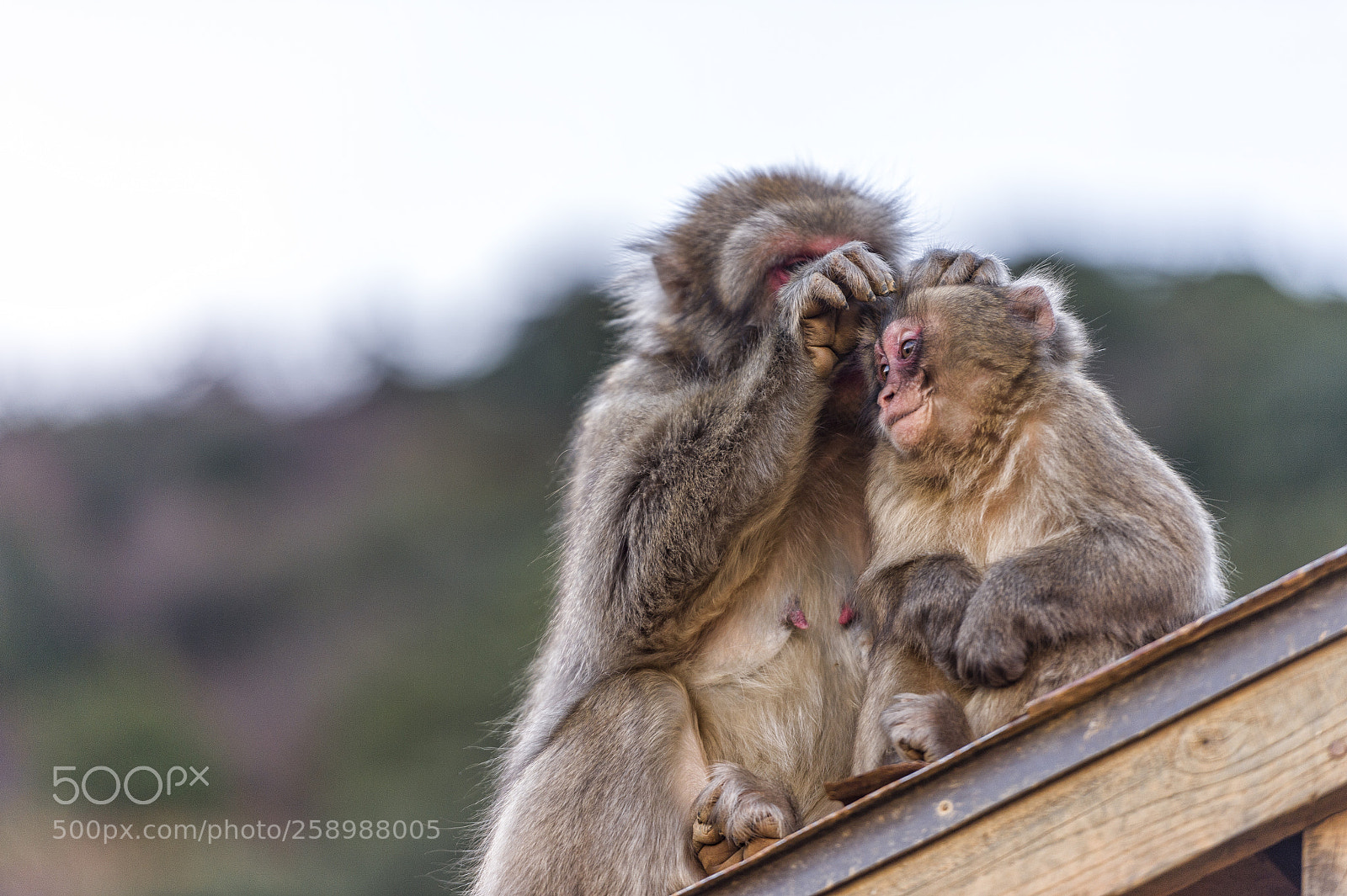 Nikon D4 sample photo. Arashiyama monkey photography