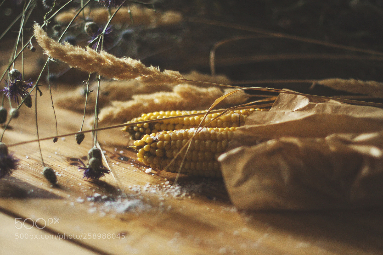 Canon EOS 500D (EOS Rebel T1i / EOS Kiss X3) sample photo. Corn photography