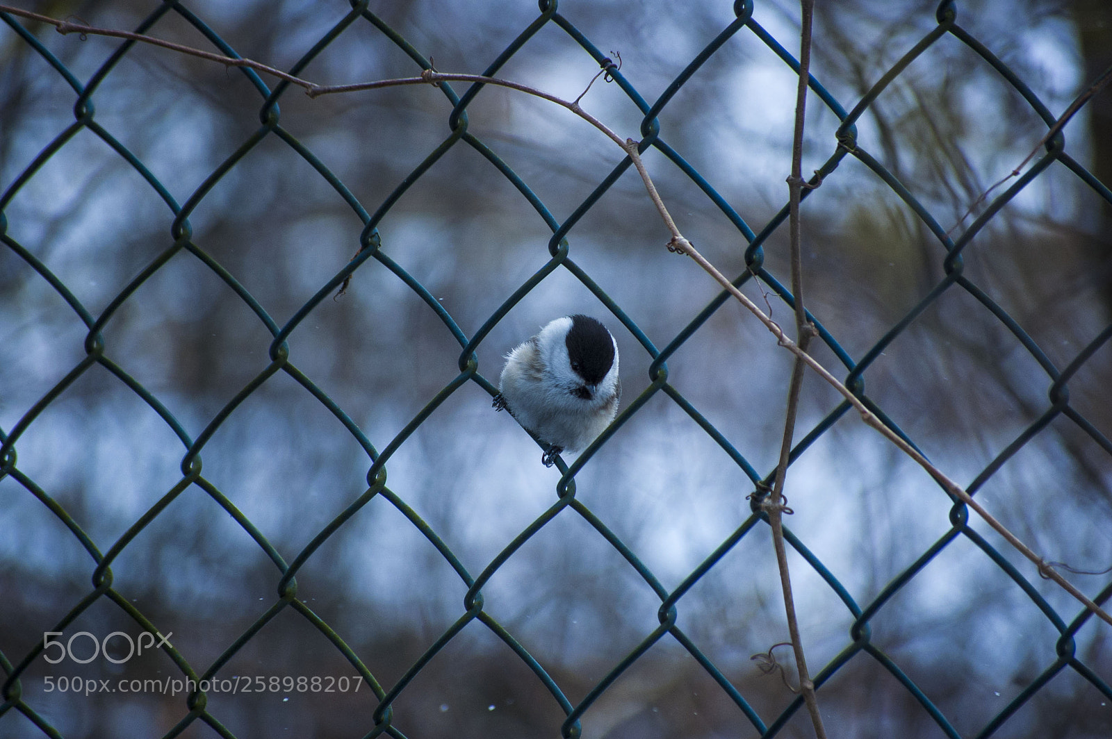 Nikon D40 sample photo. Birdie photography