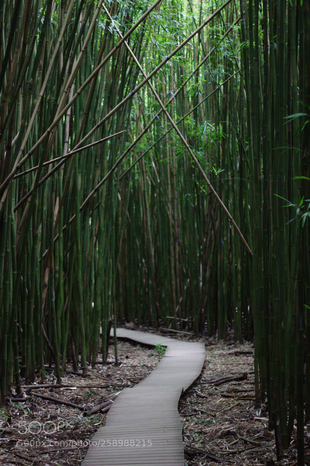 Canon EOS 600D (Rebel EOS T3i / EOS Kiss X5) sample photo. Path through bamboo forest photography
