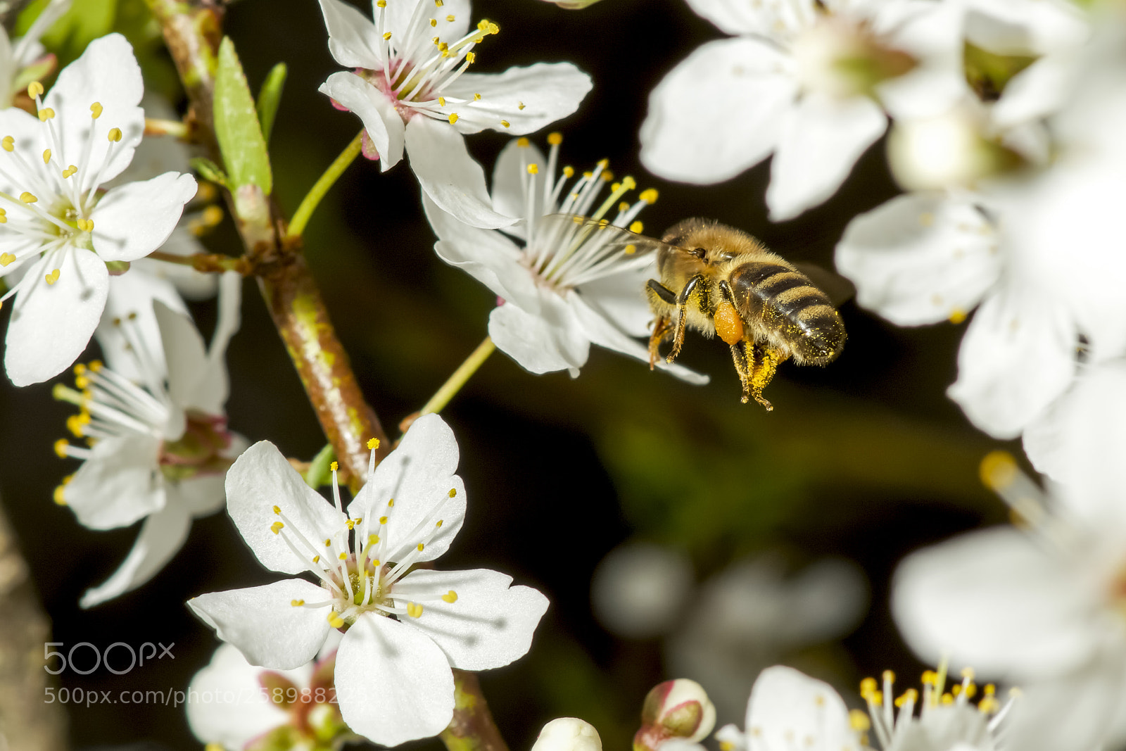 Sony SLT-A77 sample photo. Honey bee in caucasian photography