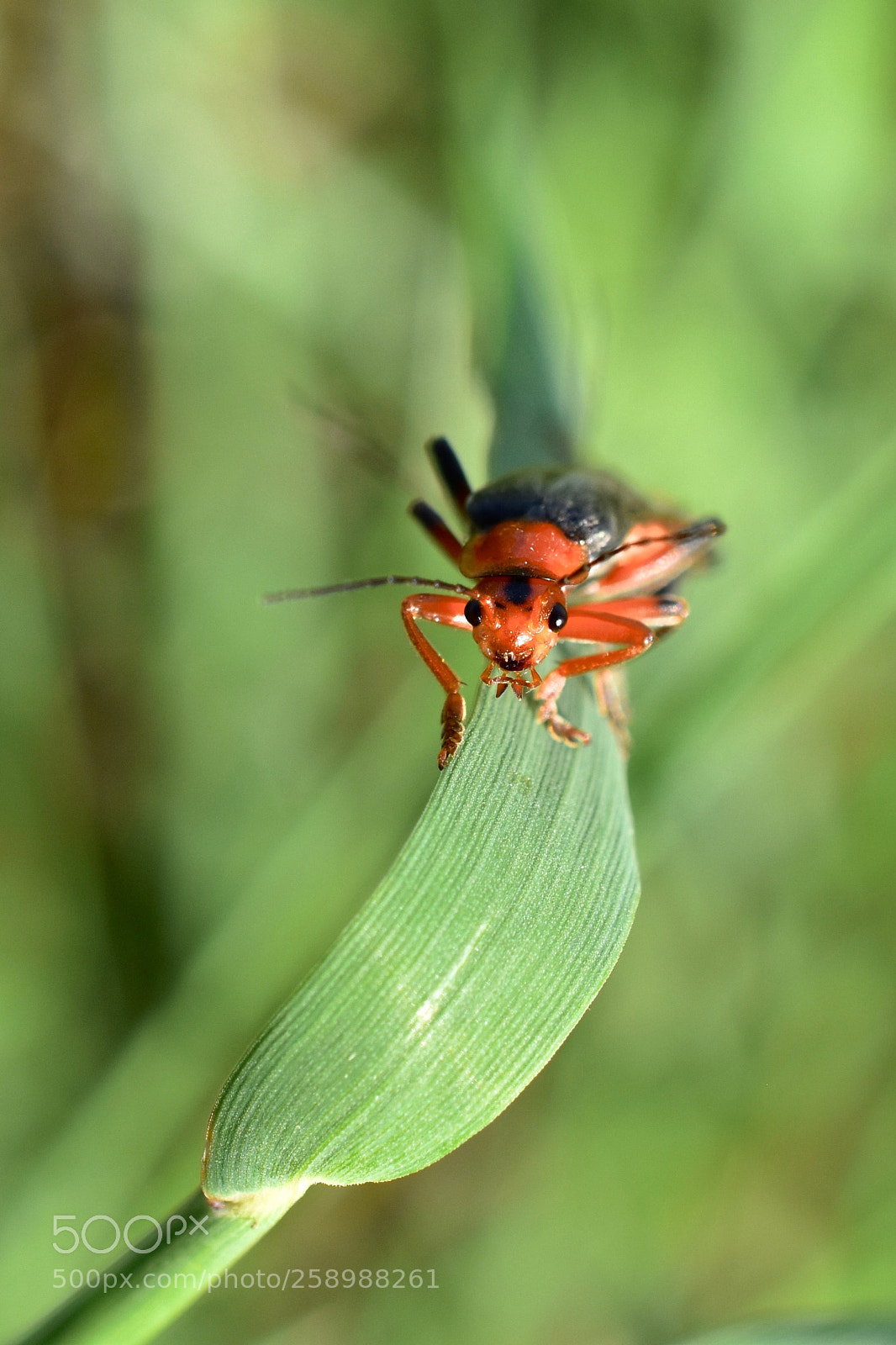 Nikon D5600 sample photo. *-* photography