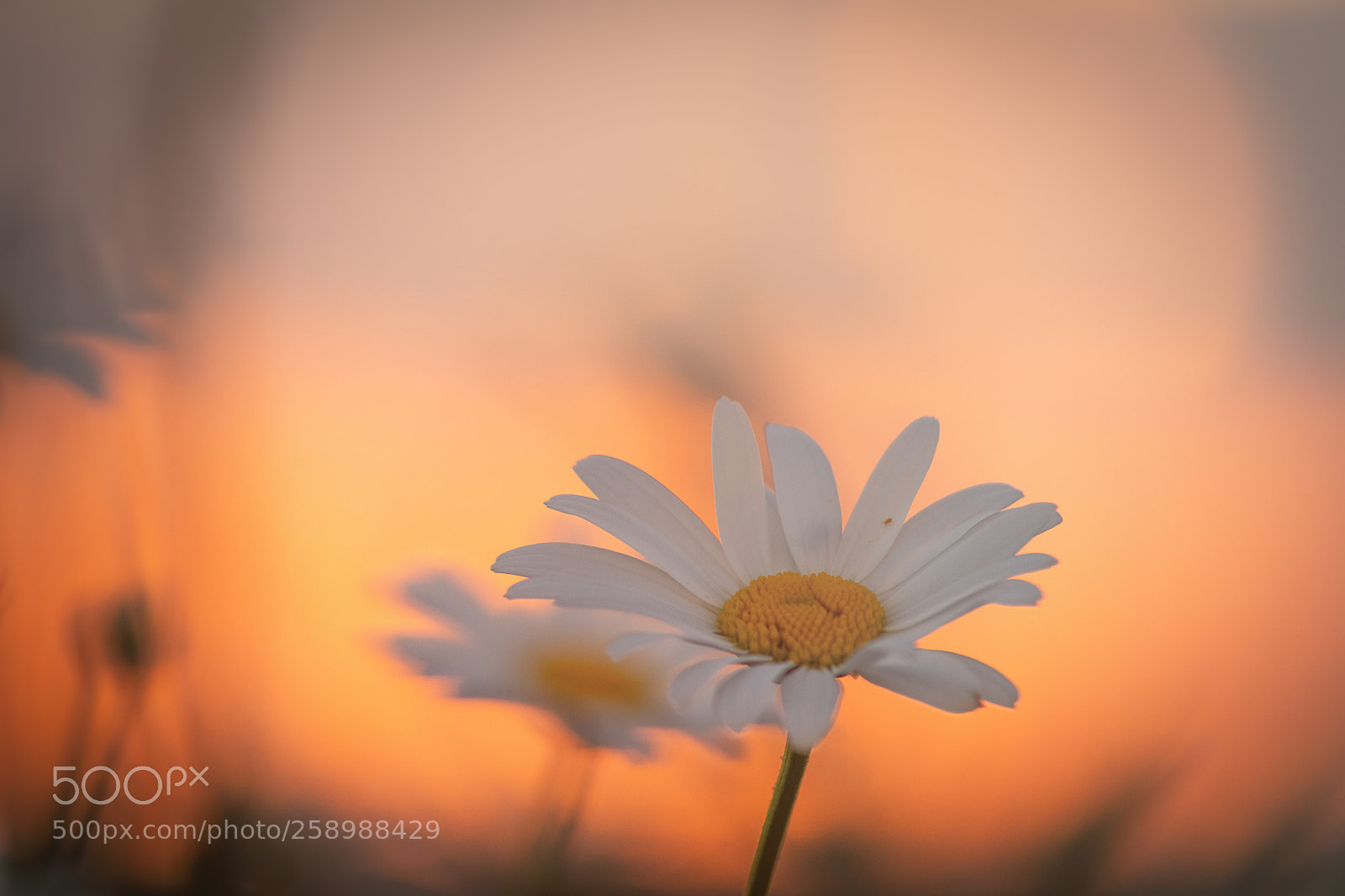 Nikon D850 sample photo. Paquerette photography