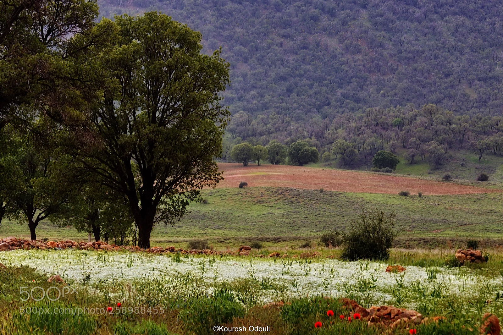 Canon EOS 70D sample photo. ‌سی سخت زیبا photography