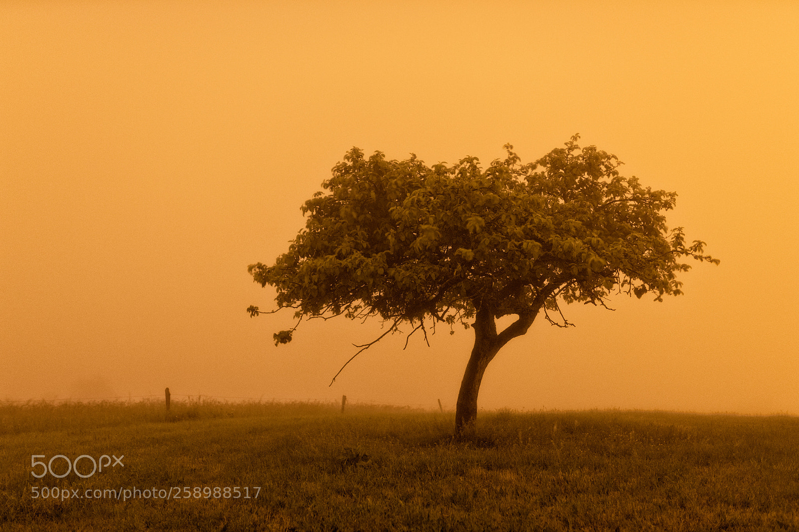 Nikon D850 sample photo. Fog photography