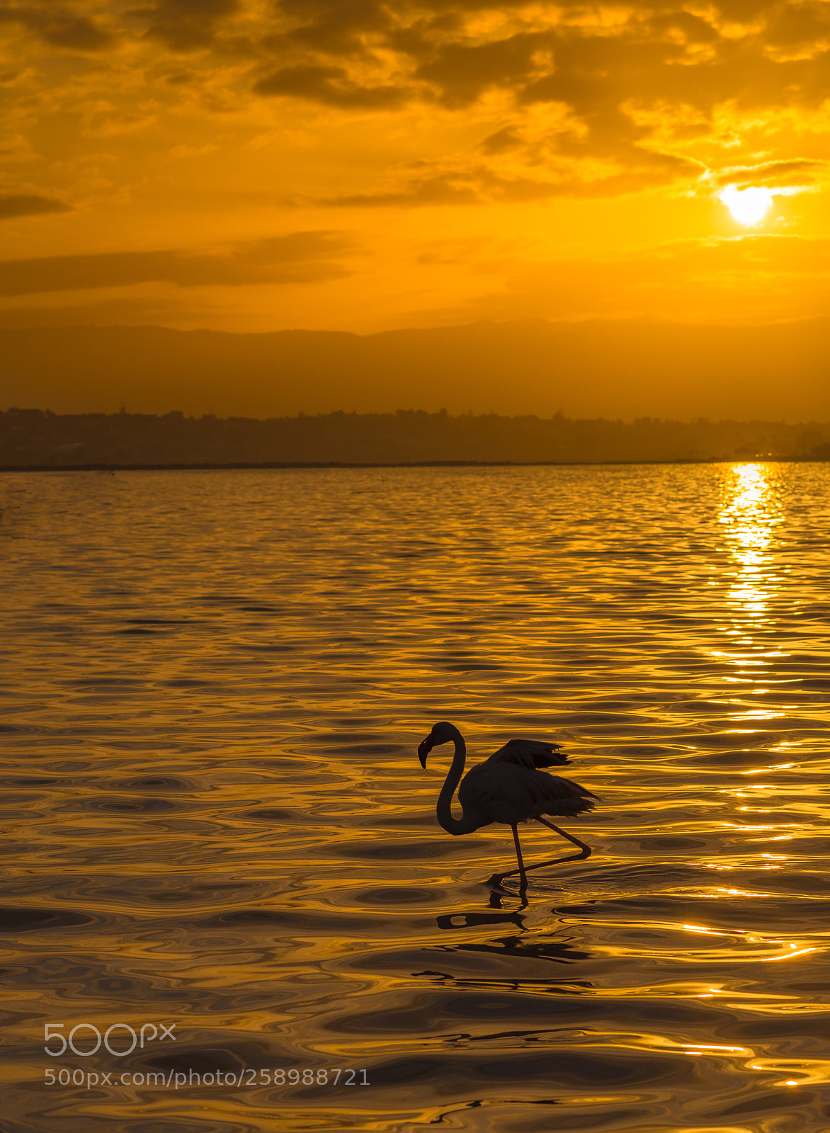 Nikon D750 sample photo. Walk silhouette photography