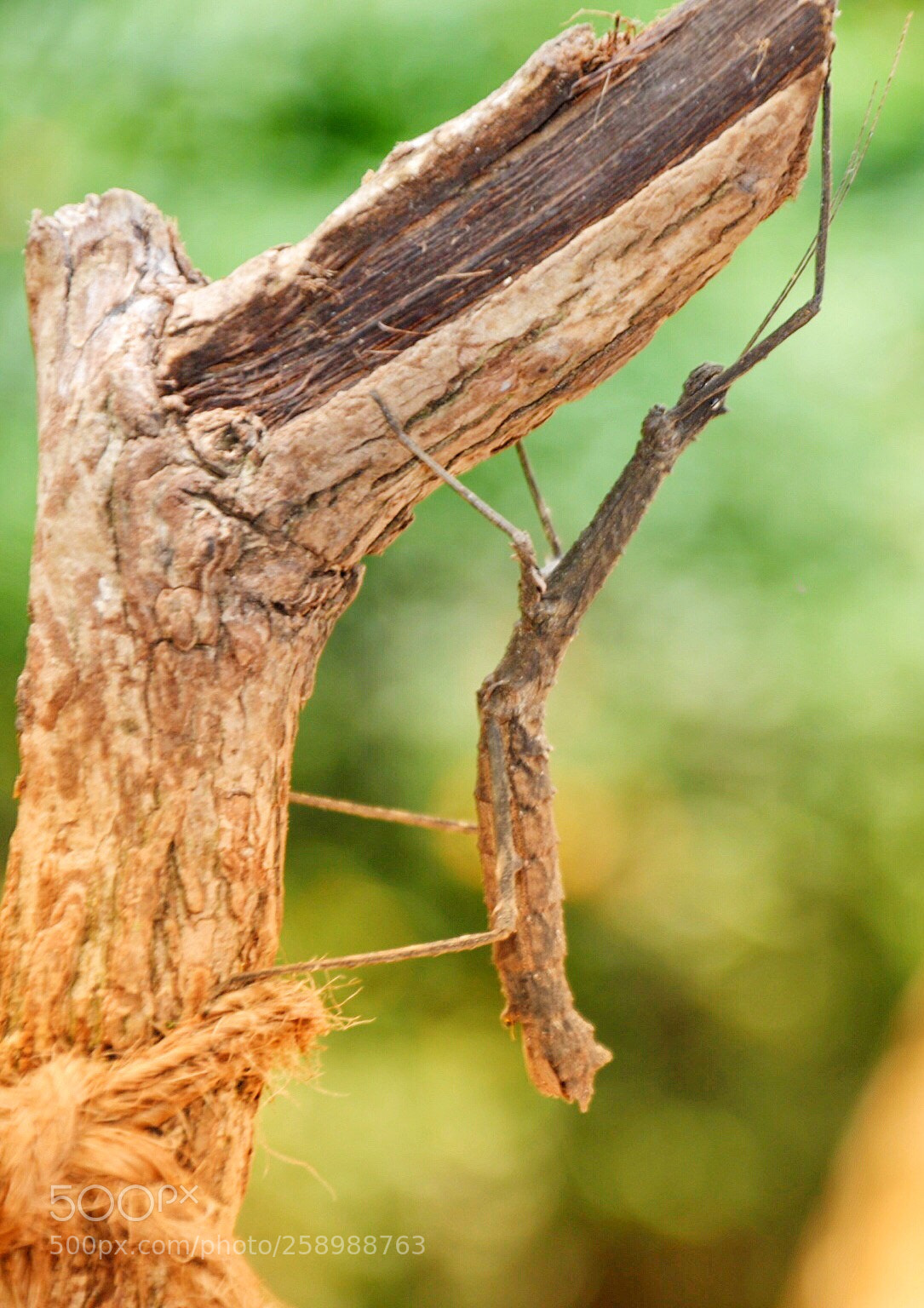 Nikon D800 sample photo. Stick insect photography
