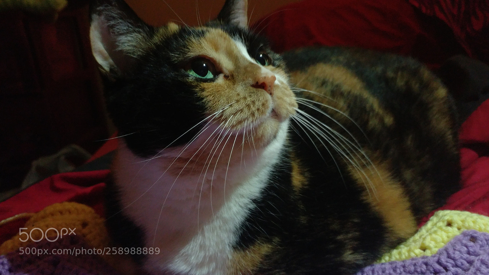 LG G5 sample photo. I named her pizza photography