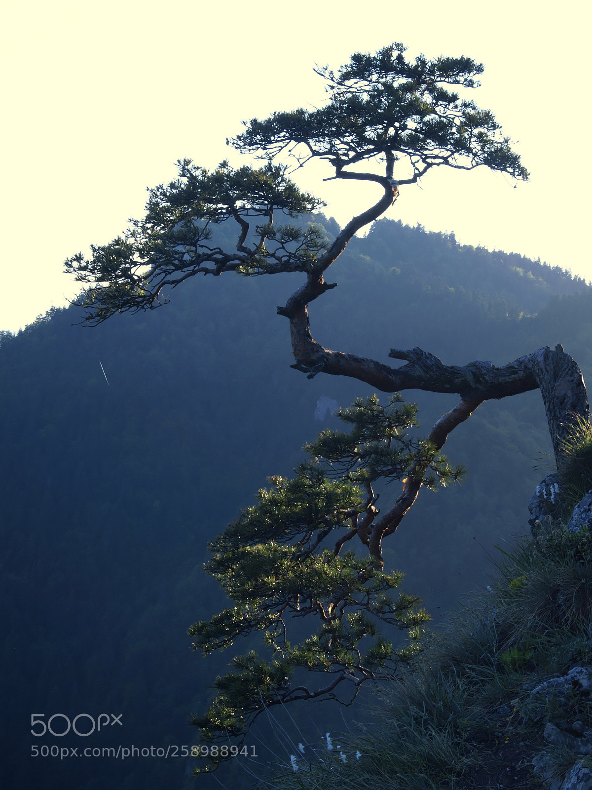 Olympus E-420 (EVOLT E-420) sample photo. Sunset by the pine photography